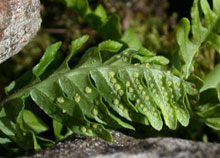 青石蓮提取物polypodium Leucotomos(Plant extrac 