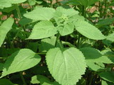 苧麻葉提取物Boehmeria Nipononivea(Plant extrac 